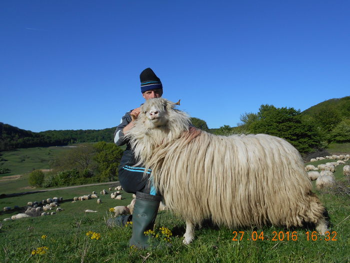 Picture 126 - oile cu miei 2016