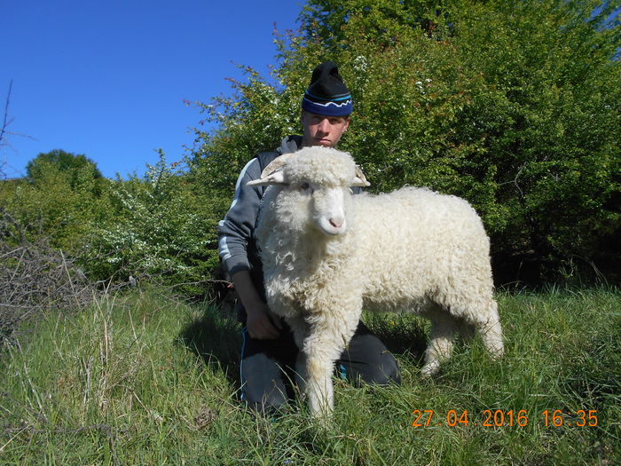Picture 131 - oile cu miei 2016
