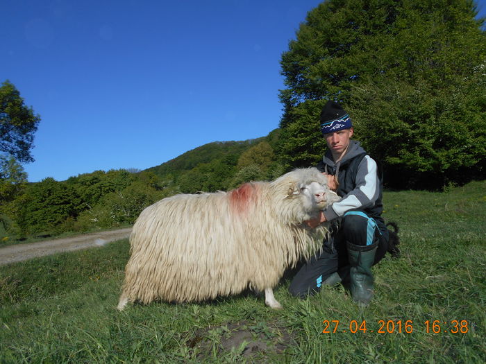 Picture 135 - oile cu miei 2016