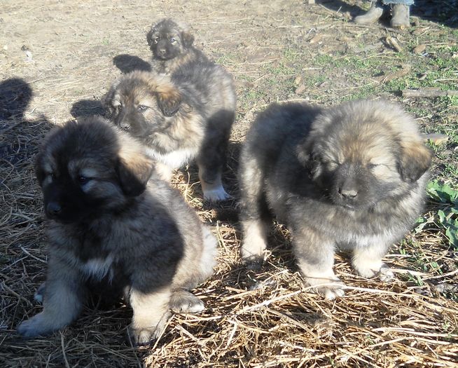 11 - DE VANZARE PUI CIOBANESTI CAUCAZIENI RASA PURA