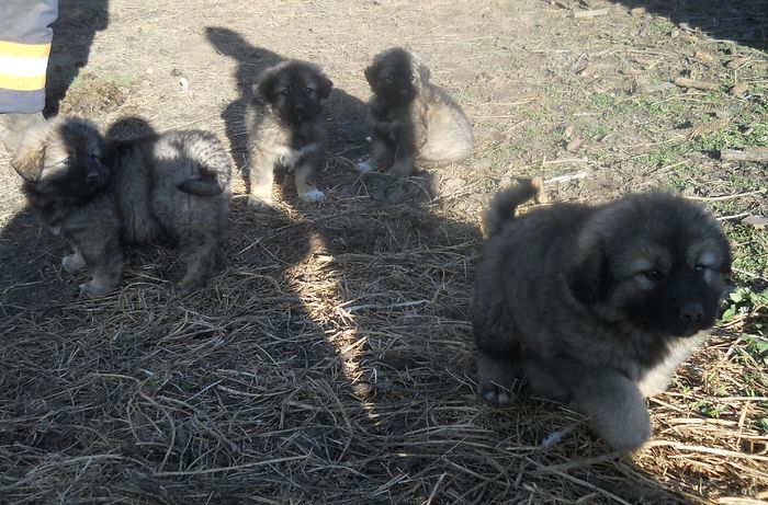 12 - DE VANZARE PUI CIOBANESTI CAUCAZIENI RASA PURA