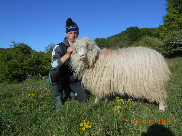 Picture 153 - oile cu miei 2016