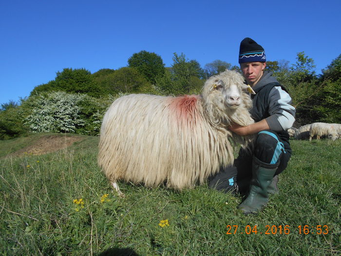 Picture 155 - oile cu miei 2016