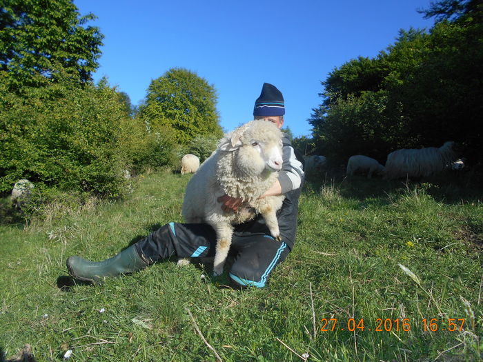 Picture 157 - oile cu miei 2016