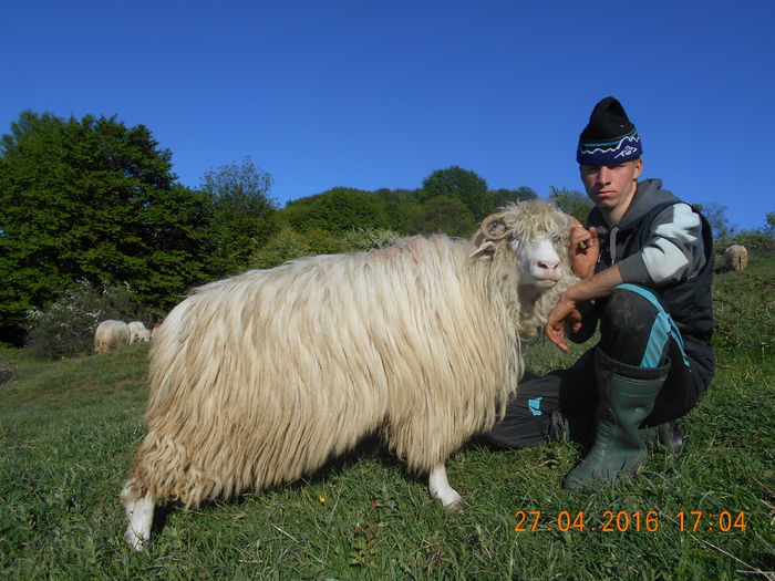 Picture 164 - oile cu miei 2016