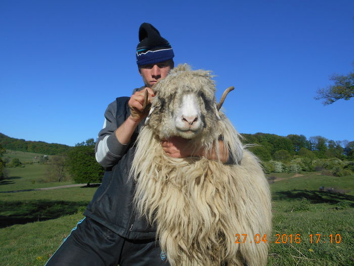 Picture 173 - oile cu miei 2016