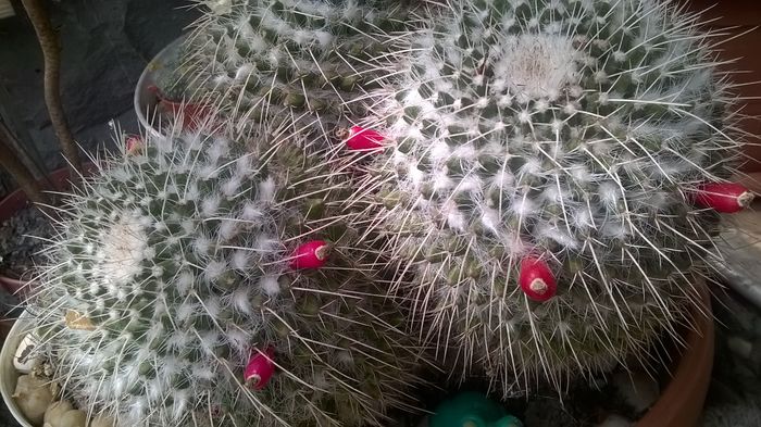 WP_20160423_13_58_30_Pro - Cactusi si suculente 2016