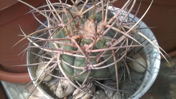 WP_20160423_13_58_36_Pro - Cactusi si suculente 2016