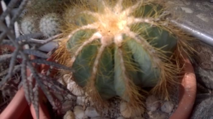 WP_20160423_13_58_43_Pro - Cactusi si suculente 2016