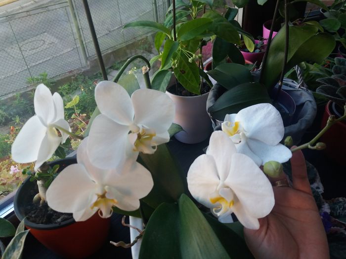 20160428_081327 - Orhidee