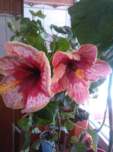 28.04.2016 - Hibiscus Lily Torbert