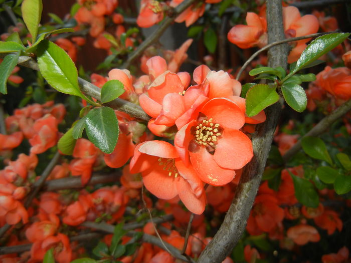 Chaenomeles japonica (2016, April 04)