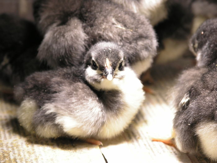 PC111148 - Australorp Negru 2016