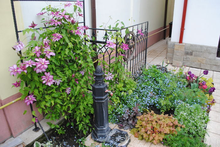 24 aprilie - 2016 gradina mea