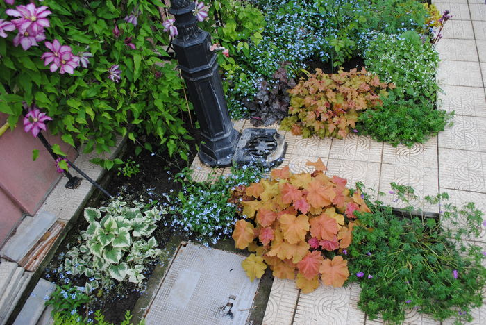 24 aprilie - 2016 gradina mea