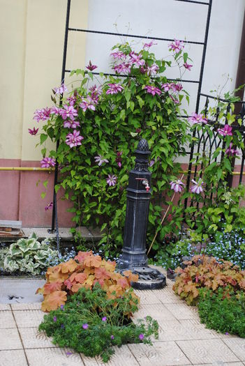 24 aprilie - 2016 gradina mea