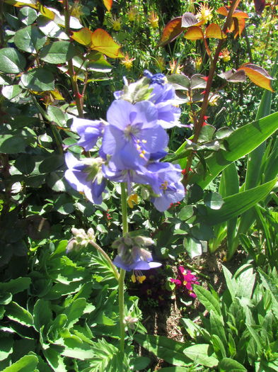 Polemonium caeruleum