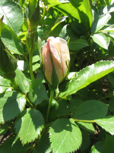 Jacqueline du Pré • HARwanna; Shrub. Bred by Harkness (United Kingdom, 1988). Introduced in United Kingdom by Harkness &amp; Co. Ltd. in 1988 as &#039;Jacqueline du Pré&#039;.
