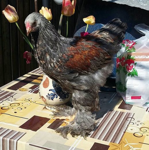 bso - a__Pui si tineret brahma 2016