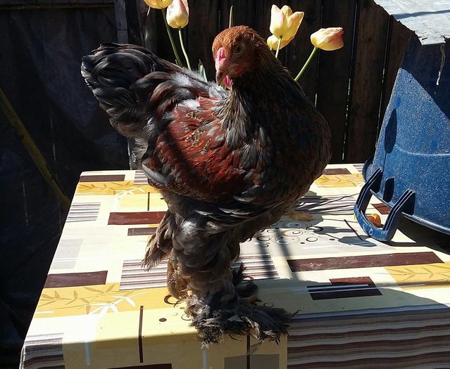 pab - a__Pui si tineret brahma 2016