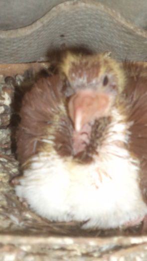 DSC08223 - SEZONUL PUIILOR 2016