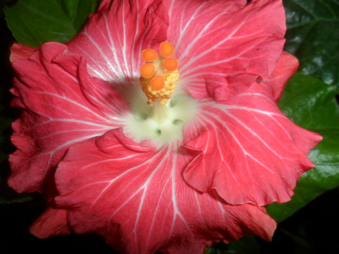 023 - hibiscusi 2016-1