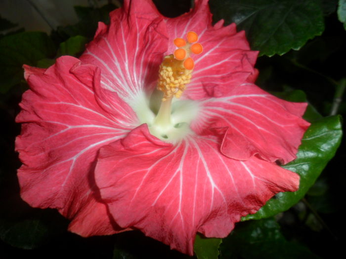 024 - hibiscusi 2016-1