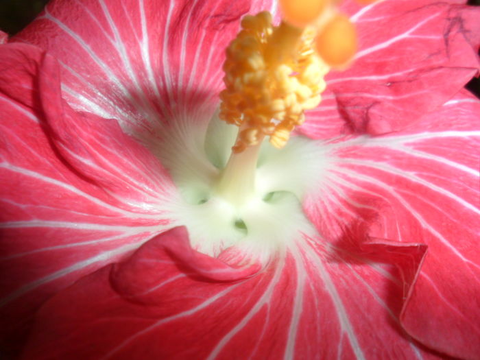 027 - hibiscusi 2016-1