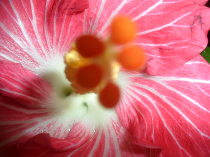 030 - hibiscusi 2016-1