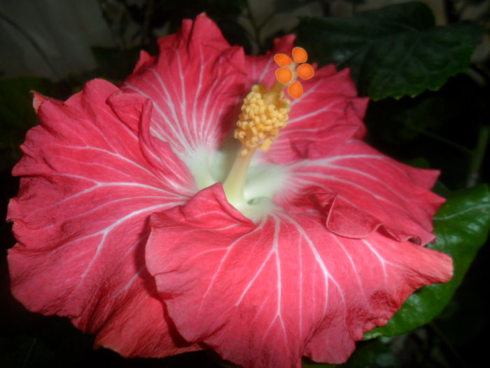 031 - hibiscusi 2016-1