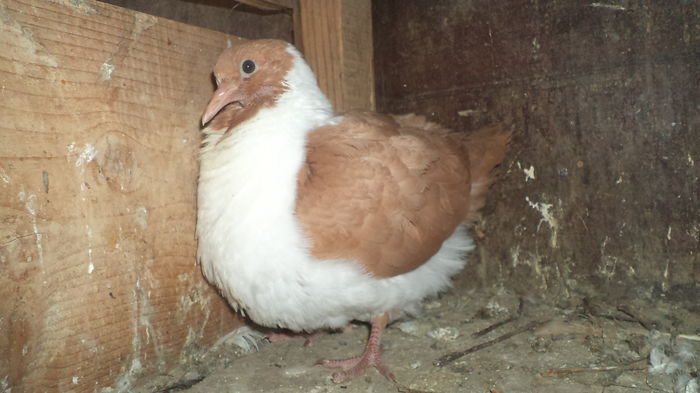 tineret sperante 2016