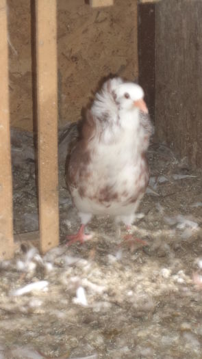 DSC08264 - G CAPUCINII MEI MATCA 2017 SI ARHIVA