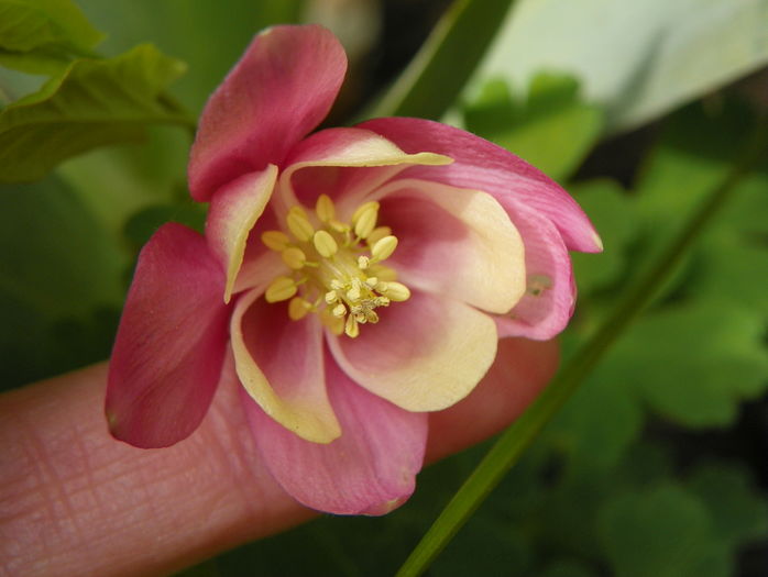 flabellata - Aquilegia 2016