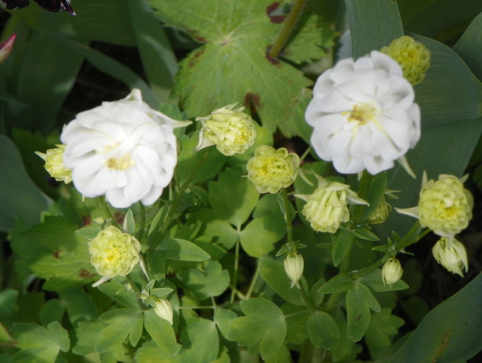 Winky Double White & White - Aquilegia 2016