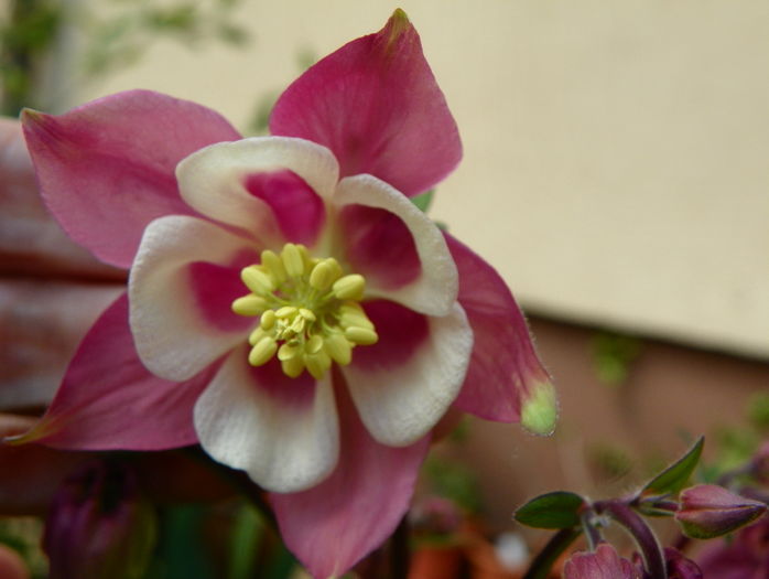 28 apr (16) - Aquilegia 2016