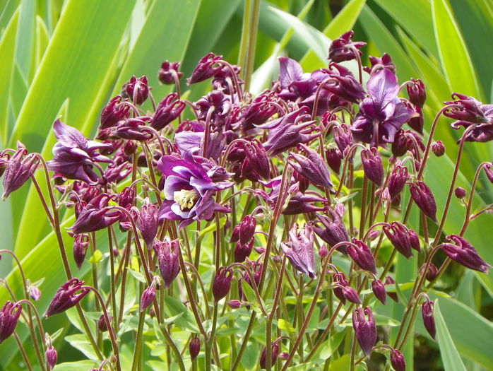 Winky Purple and White - Aquilegia 2016