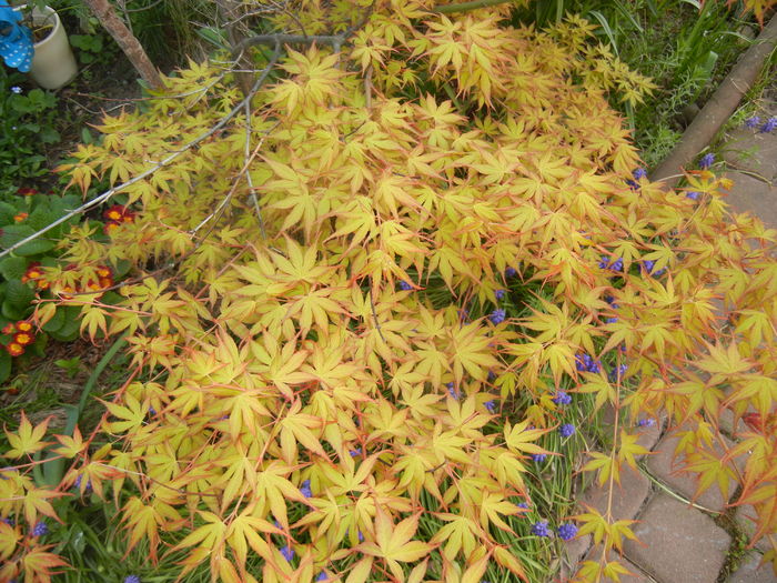 Acer palmatum Katsura (2016, April 06)