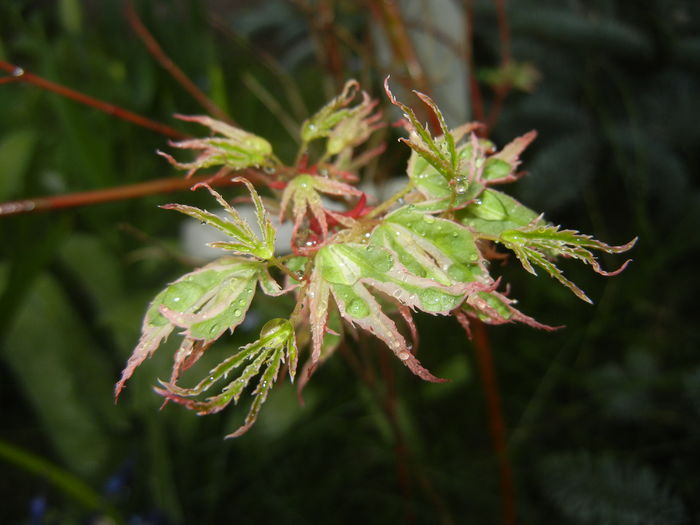 Acer palmatum Butterfly (2016, April 07) Acer palmatum Butterfly (2016, April 07)