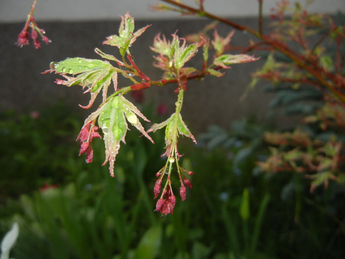 Acer palmatum Butterfly (2016, April 07) Acer palmatum Butterfly (2016, April 07)
