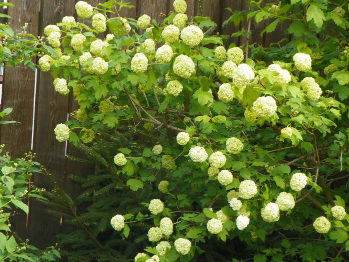 viburnum opulus roseum