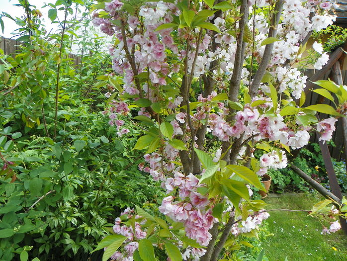 prunus Amanogawa