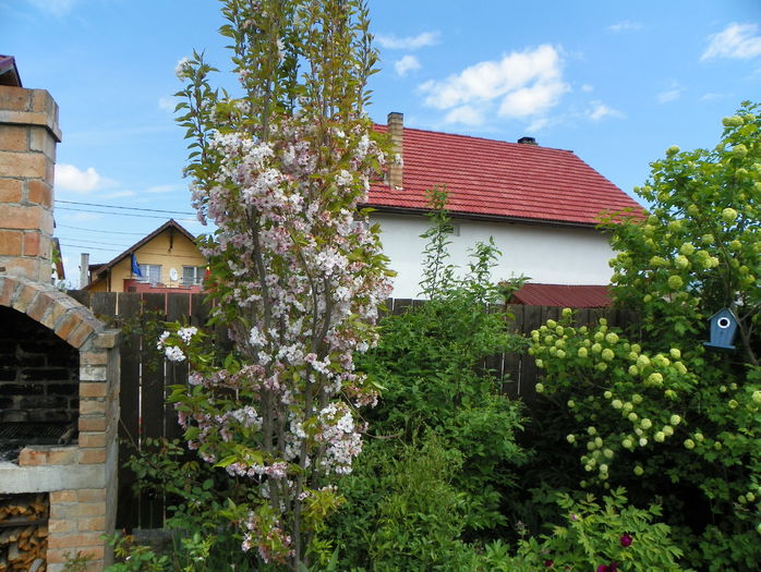 prunus Amanogawa