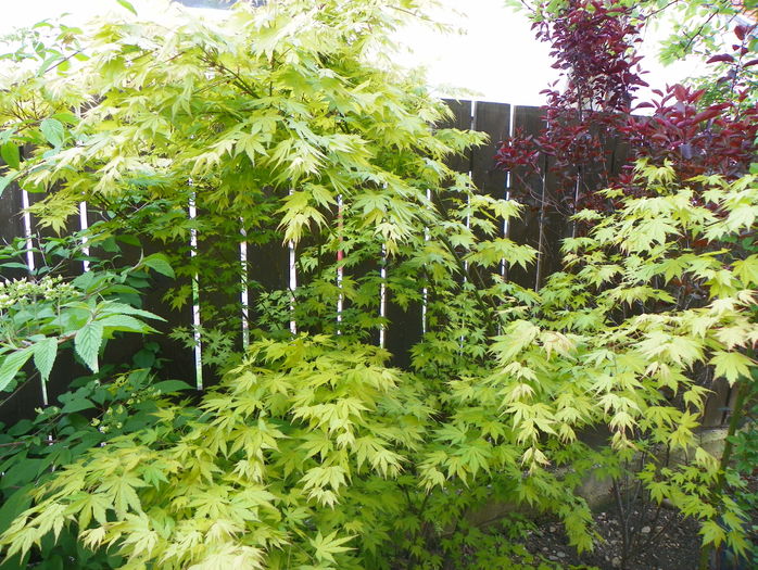 acer palm. Orange Dream