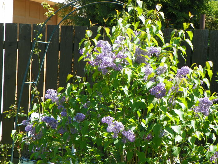 liliac Congo