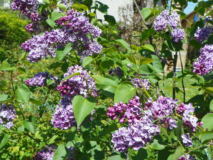 liliac Sensation