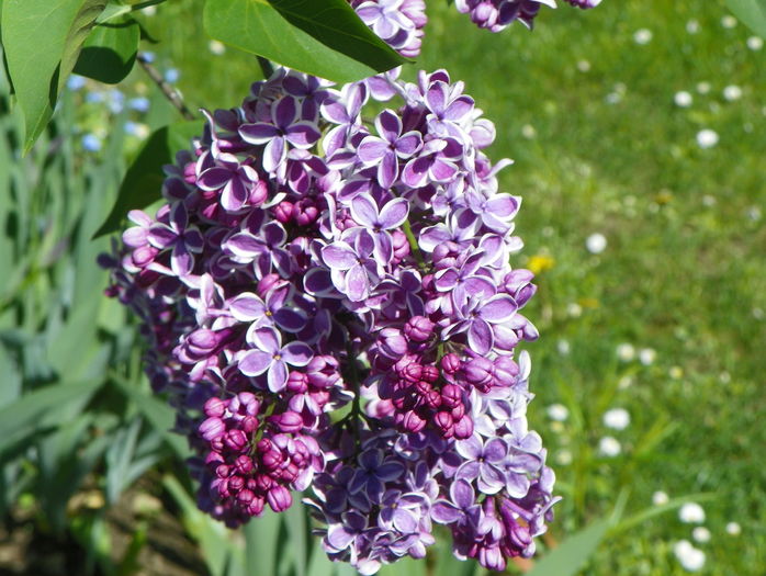 liliac Sensation