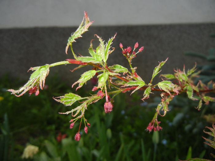 Acer palmatum Butterfly (2016, April 07) - Acer palmatum Butterfly