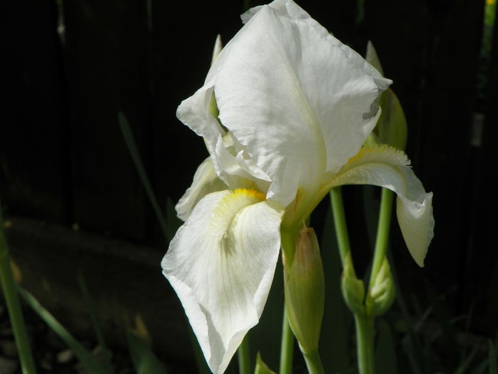 iris florentina