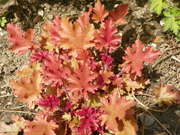 heuchera Marmelade - Primavara 2016