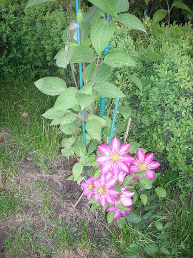 IMGP9203 - CLEMATITE - 2014-2017